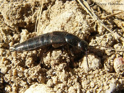 Philonthus furvus - Rove Beetle 2a.jpg