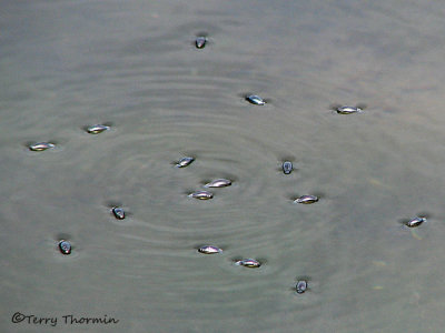 Whirligig Beetles - Gyrinidae