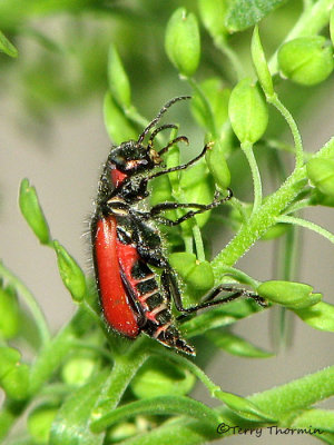 Malachius aeneus - Scarlet Malachite Beetle 4a.jpg