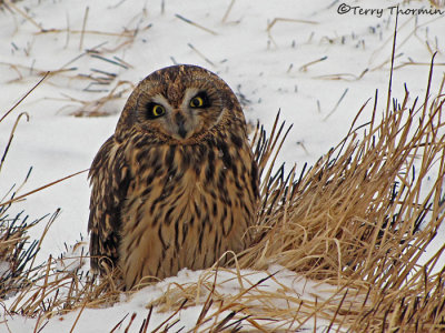 Short-eared Owl 7a.jpg