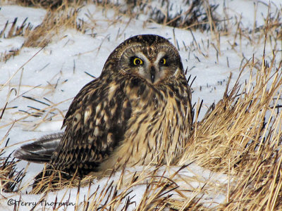 Short-eared Owl 1b.jpg
