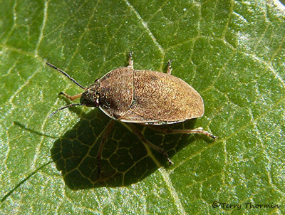Eurygaster alternata - Shield-backed Bug A3.JPG