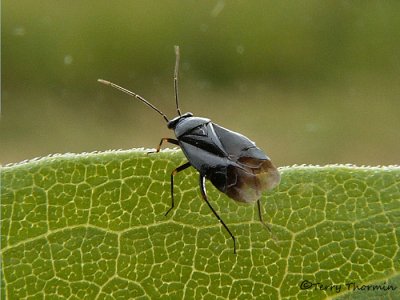 Slaterocoris stygicus - Black Plant Bug 1a.jpg