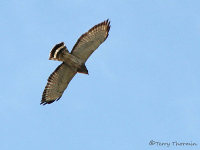 Broad-winged Hawk in flight 1b.jpg