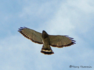 Broad-winged Hawk in flight 2a.jpg