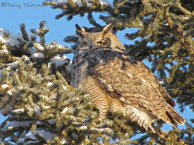 Great Horned Owl 8b.jpg