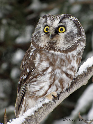 Boreal Owl 27b.jpg