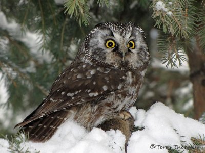 Boreal Owl 24a.jpg