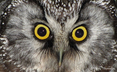 Boreal Owl 20b.jpg