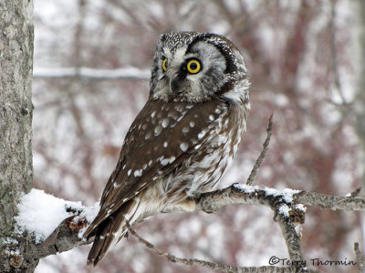 Boreal Owl 17a.jpg