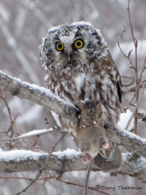 Boreal Owl 16b.jpg