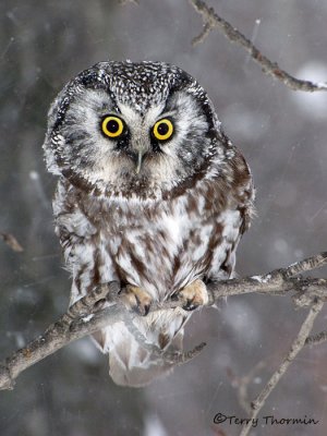 Boreal Owl 15b.jpg