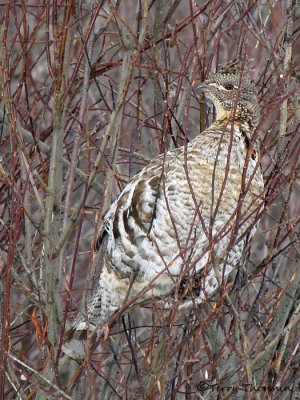 Ruffed Grouse gray morph 1a.jpg
