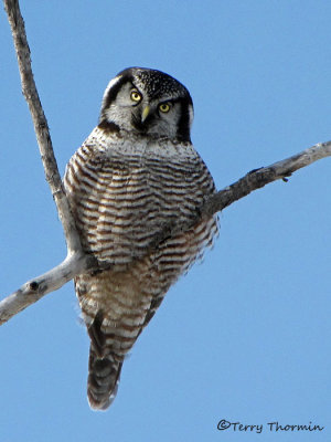 Northern Hawk Owl 17a.jpg
