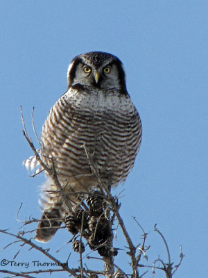 Northern Hawk Owl 19a.jpg