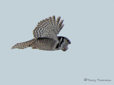 Northern Hawk Owl in flight 1a.jpg
