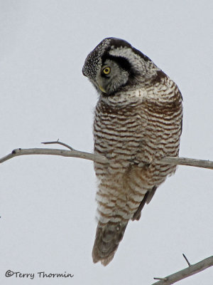 Northern Hawk Owl 24a.jpg