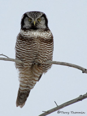 Northern Hawk Owl 25b.jpg
