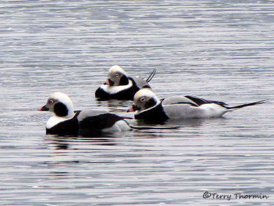 Long-tailed Ducks 12b.jpg