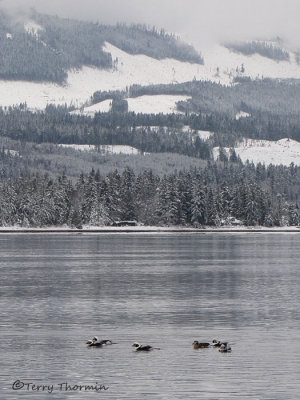 Long-tailed Ducks at Deep Bay 1a.jpg