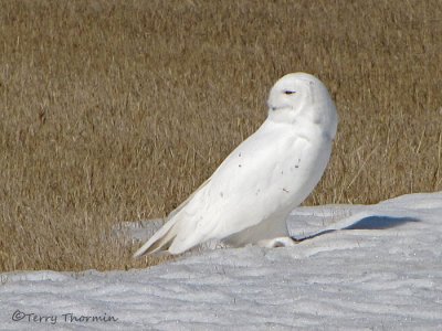Snowy Owl male 2a.jpg