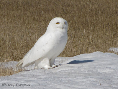 Snowy Owl male 1a.jpg