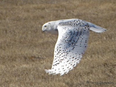 Snowy Owl female in flight 2a.jpg