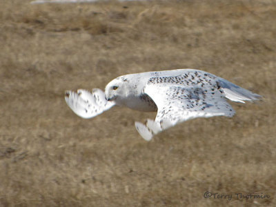 Snowy Owl female in flight 1a.jpg
