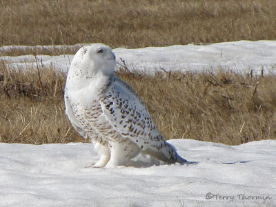 Snowy Owl female 2a.jpg