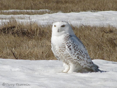 Snowy Owl female 1a.jpg