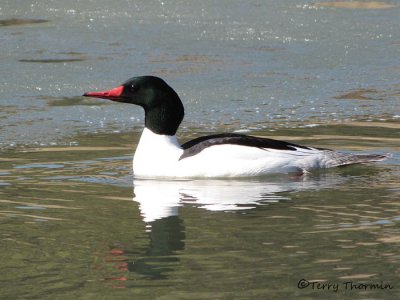 Common Merganser 1a.jpg