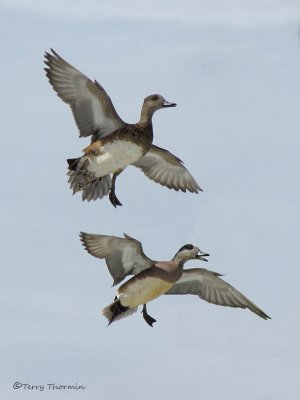 American Wigeon pair in flight 1a.jpg