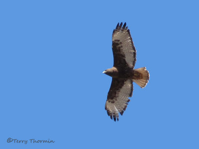 Red-tailed Hawk dark morph in flight 2b.jpg