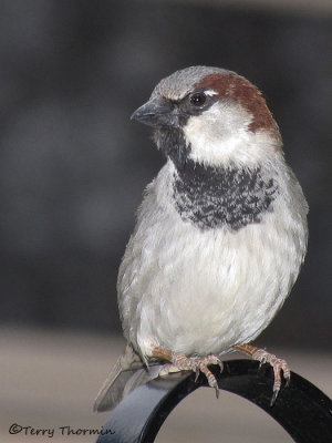 House Sparrow 6a.jpg