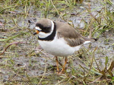 Semipalmated Plover 3a.jpg