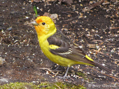 Western Tanager 1a.jpg