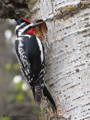 Yellow-bellied Sapsucker 8a.jpg