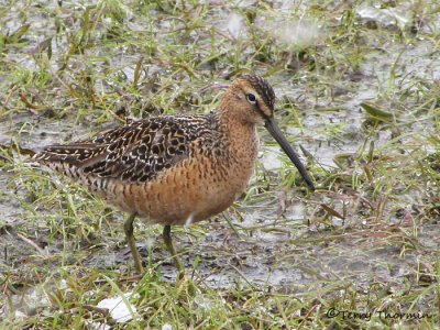 Long-billed Dowitcher 12a.jpg