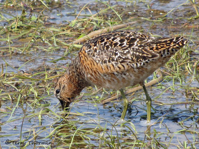 Long-billed Dowitcher 13a.jpg