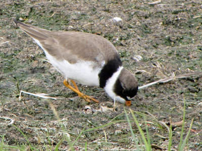 Semipalmated Plover 7a.jpg