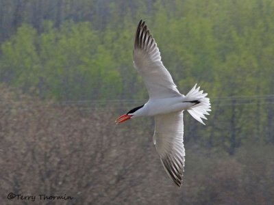 Caspian Tern in flight 2a.jpg