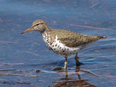 Spotted Sandpiper 7a.jpg