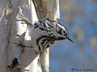 Black and white Warbler 6a.jpg