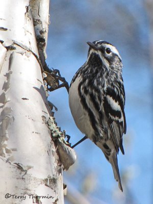 Black and white Warbler 8a.jpg