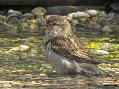 House Sparrow female bathing 2a.jpg