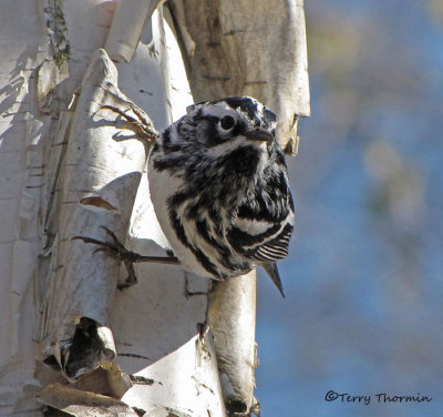 Black and white Warbler 13a.jpg