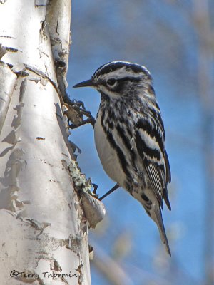 Black and white Warbler 9a.jpg