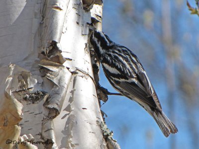 Black and white Warbler 11a.jpg