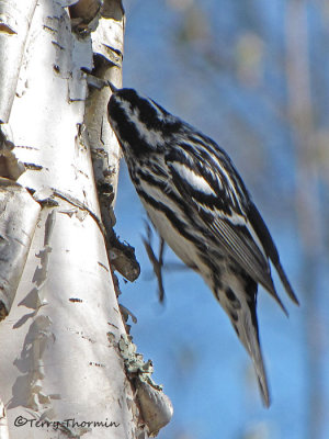 Black and white Warbler 10a.jpg