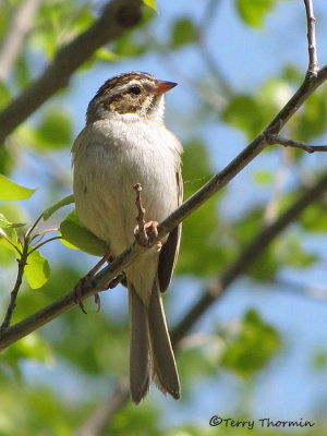Clay-colored Sparrow 6a.jpg